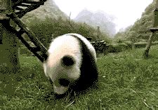 GIF: Panda Rolling Around in the Grass | Gifrific