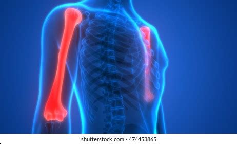 Human Skeleton Bones Anatomy Humerus Bones Stock Illustration 474453865 | Shutterstock