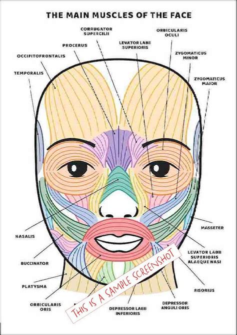 Facial Muscles and Their Functions Guide, PRINTABLE/ INSTANT DOWNLOAD ...