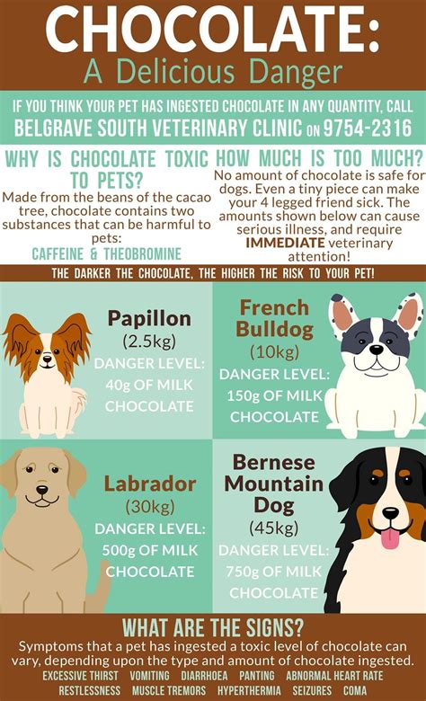 How Much Chocolate Is Toxic For Dogs