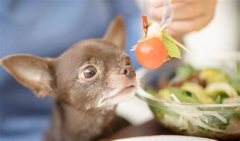 Recipe: Homemade Dog Food for Chihuahua | Dog food recipes, Homemade dog food, Can dogs eat tomatoes