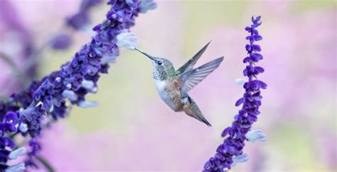 Hummingbird Wallpaper | Tunggale Wall