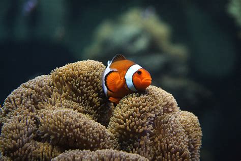 Nemo | Roy Chan | Flickr