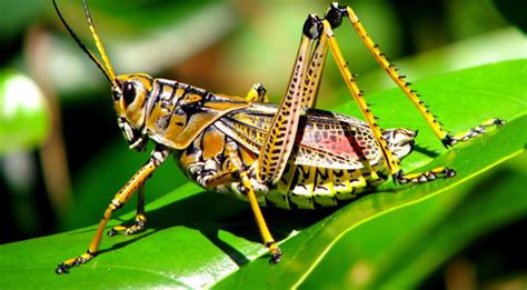 Fear of Predators in Grasshoppers Slows Plant Decay in Ecosystem