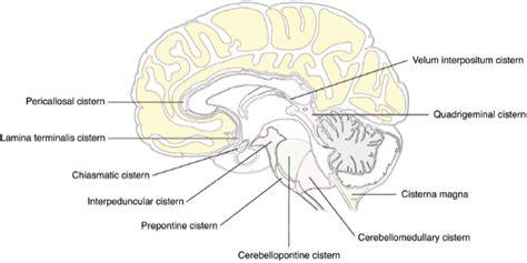 6 Basal Cisterns Anatomy | Neupsy Key