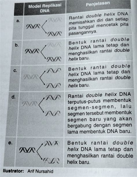 Pasangan Yang Benar Antara Model Replikasi Dna Beserta Penjelasannya Adalah - Homecare24