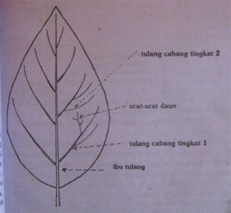 Gambar Tulang Daun Sejajar – serat