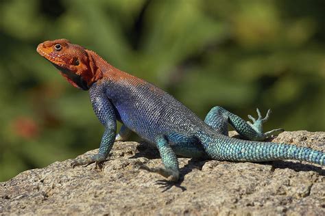 Red-headed Rock Agama Lizard Sunning Photograph by San Diego Zoo