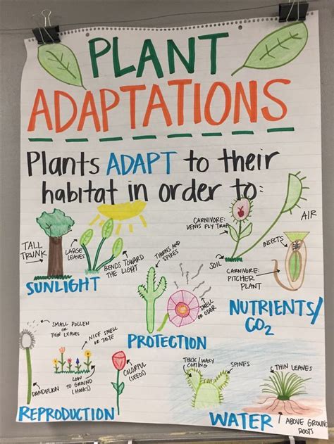 Plant Adaptations Anchor Chart | Science anchor charts, Plant adaptations anchor chart ...