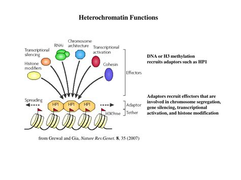 PPT - Heterochromatin PowerPoint Presentation, free download - ID:759476