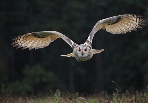 Are Owls Raptors or Birds of Prey? - Optics Mag