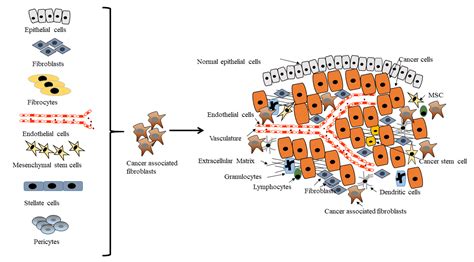 Cancer-associated Fibroblasts: Origins, Heterogeneity and Functions in ...