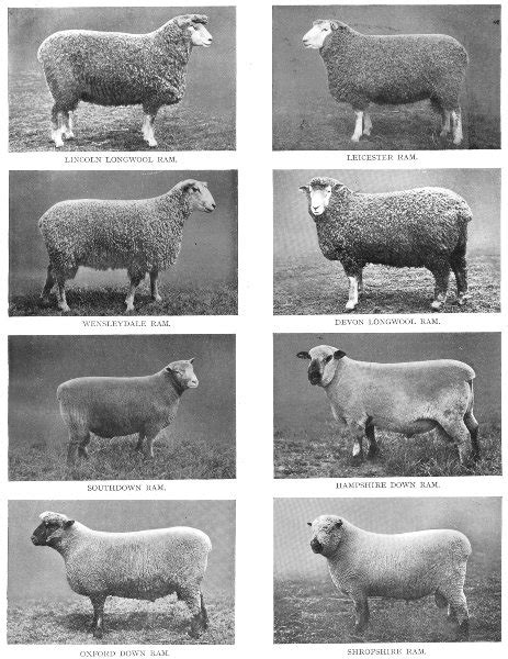 British Breeds of Sheep; Lincoln longwool ram; Leicester ram ...