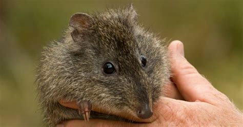 Protect the potoroo - Australian Geographic