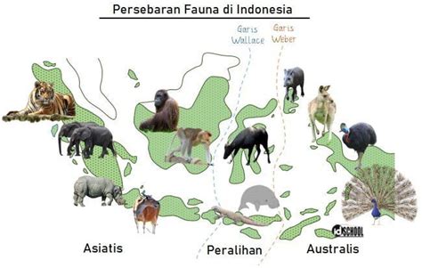 Peta Persebaran Fauna Di Indonesia Brainly - IMAGESEE