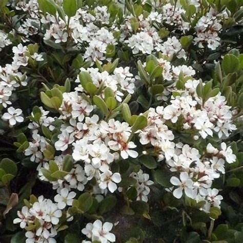 Dwarf Yedda Hawthorn | Star Nursery Garden and Rock Centers