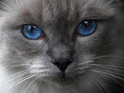 Blue eyes stock photo. Image of eyes, ragdoll, eyed, grey - 49012820