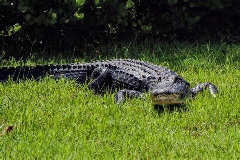 Everglades National Park One Day Itinerary - BustlingAbroad.com