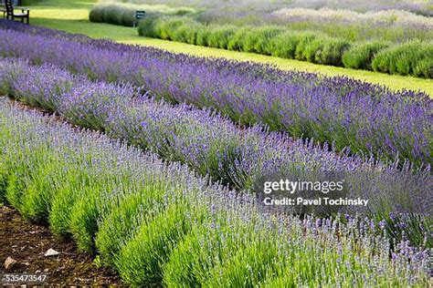 147 Cotswolds Lavender Stock Photos, High-Res Pictures, and Images - Getty Images