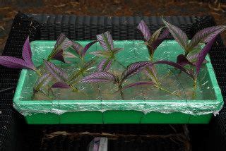 Persian shield propagation Strobilanthes dyerianus cuttings. | Persian, Florida gardening