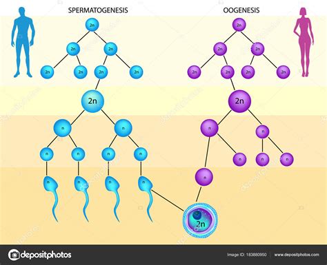 Spermatogenesis And Oogenesis Animation