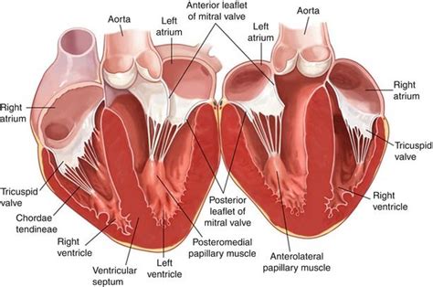 Pin on Anatomy