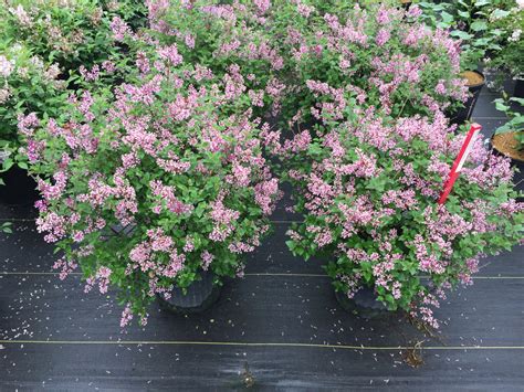 Bloomerang® Dwarf Purple - Reblooming Lilac - Syringa x | Proven Winners