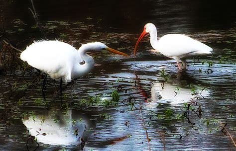 The Dynamic Duo | A Great White Egret and a White Ibis fishi… | Flickr