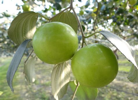 Indian Jujube Fruits Pictures