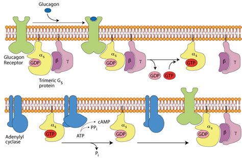 CARBOHYDRATE METABOLISM : HORMONE REGULATION OF METABOLISM