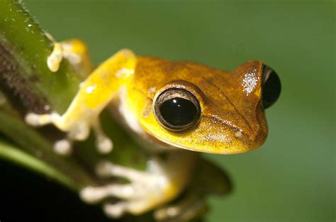 Amazon Rainforest Amphibians | Photos & Info | Thinkjungle.com