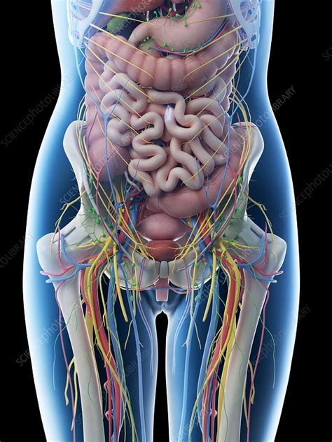 Abdominal Anatomy - Abdominal Regions Anatomy Landmarks And Contents Kenhub : Review of anatomy ...