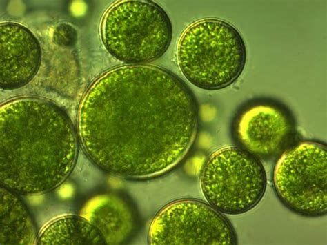 Do Protists Have Cell Walls? | Biology Dictionary