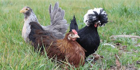 What Is a Bantam Chicken and Why Own Them? | Meyer Hatchery Blog