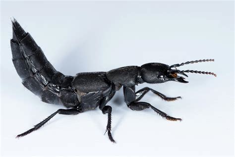 Devil's coach horse beetle on a white underground Photograph by Stefan ...