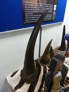 Seized horns | These horns were seized by Border Force, whic… | Flickr