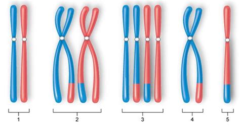 Tetrad and Homologous Chromosomes Diagram | Quizlet