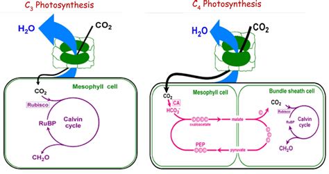 Crop Water Use Efficiency Explained - CID Bio-Science