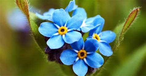 How to Grow Forget-Me-Nots (Myosotis sylvatica) – Make House Cool