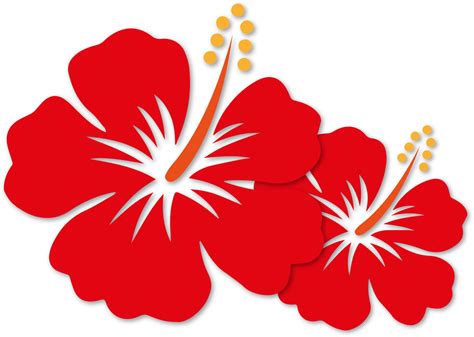 Hibiscus Flower Tropical Plant Red Blossom PNG File | PNG All