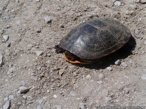 Midland Painted Turtle (Chrysemys picta marginata)