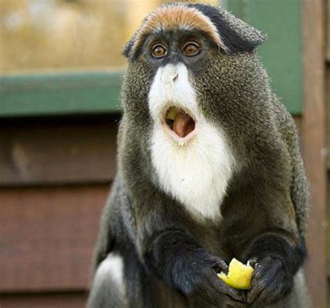 23 Hilarious Photos Of Surprised Animals