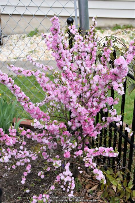 Flowering Almond Tree For Sale Canada : Prunus triloba - Shrub and Vine ...