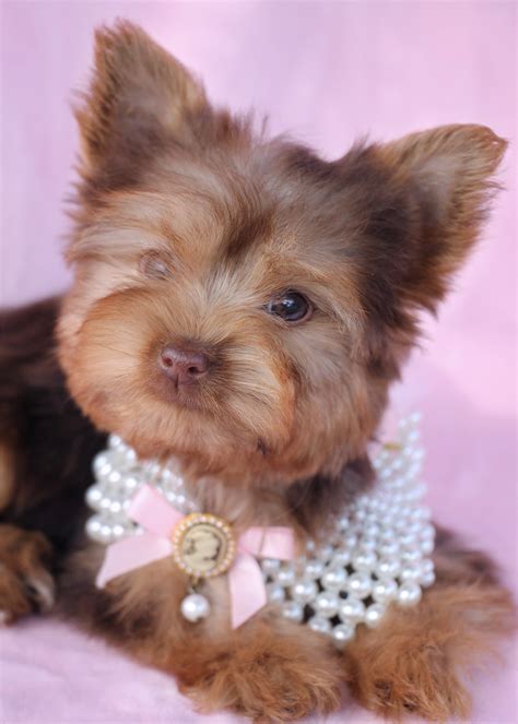 Gorgeous Teacup Yorkshire "Yorkie" Terrier Puppies for Sale | Teacups ...