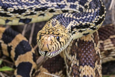 Bullsnake Care Sheet: How to Keep Bullsnakes as Pets