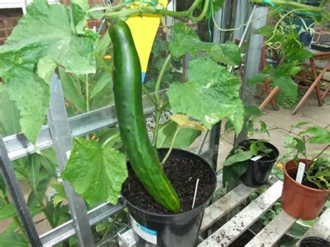 How To Grow Cucumbers Vertically to Maximize Space | Gardenoid