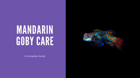 Mandarin Goby Care - A Complete Guide - AquariumStoreDepot