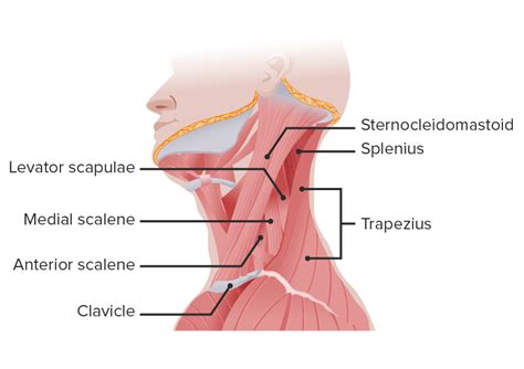 Músculos del Cuello: Anatomía | Concise Medical Knowledge