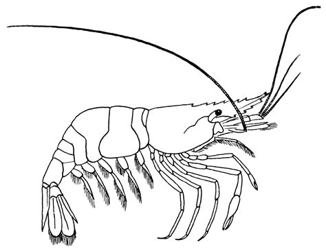 File:Prawn (PSF).png - Wikimedia Commons
