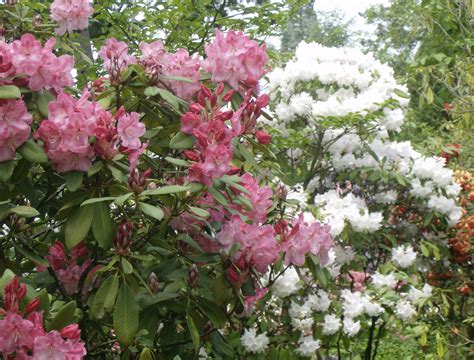 Crystal Springs Rhododendron Garden | Steve Snedeker's Landscaping and Gardening Blog